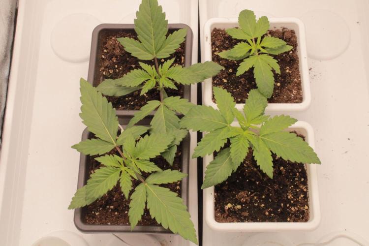 Fast Buds - Lemon Cherry Runtz. Week 2