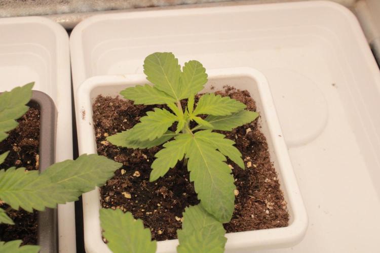 Fast Buds - Lemon Cherry Runtz. Week 2