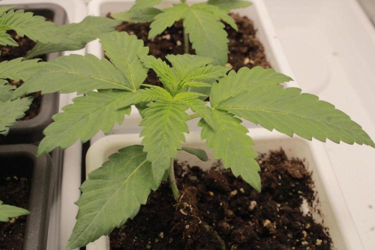 Fast Buds - Lemon Cherry Runtz. Week 2