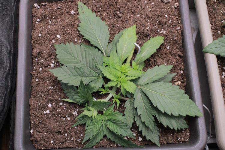 Fast Buds - Papayton. Week 3