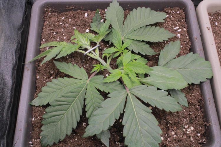 Fast Buds - Papayton. Week 3