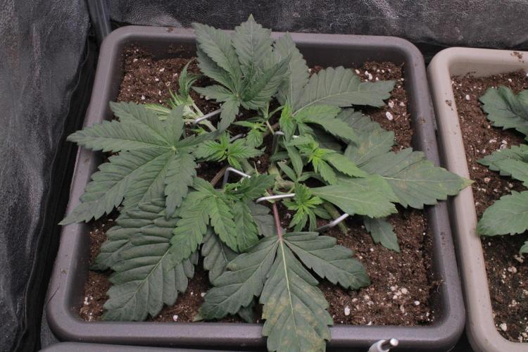 Fast Buds - Papayton. Week 3