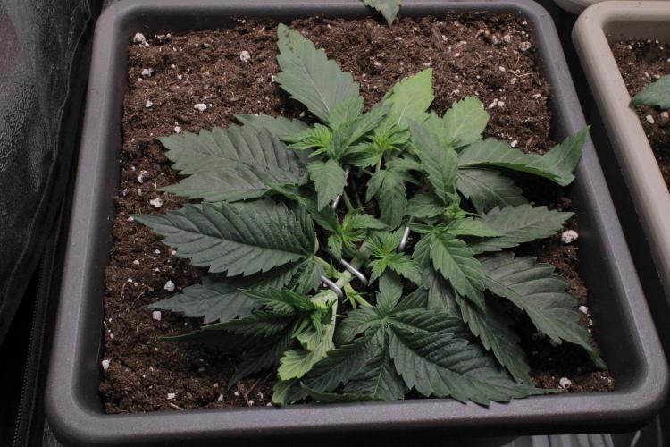 Fast Buds - Papayton. Week 3