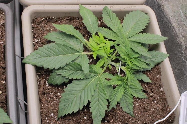 Fast Buds - Lemon Cherry Runtz. Week 3