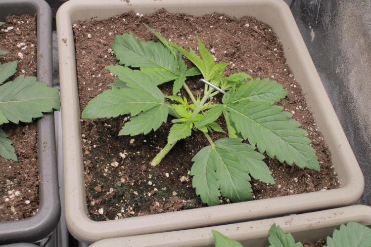 Fast Buds - Lemon Cherry Runtz. Week 3