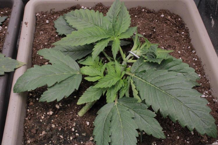 Fast Buds - Lemon Cherry Runtz. Week 3