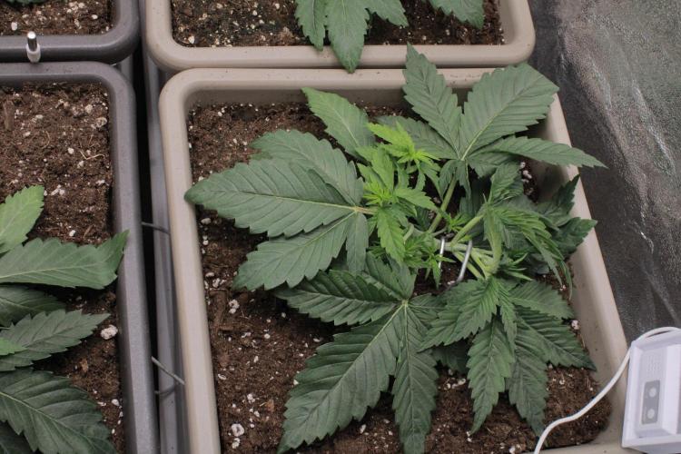 Fast Buds - Lemon Cherry Runtz. Week 3