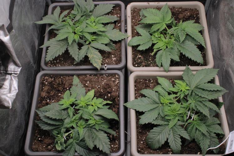 Fast Buds - Lemon Cherry Runtz. Week 3