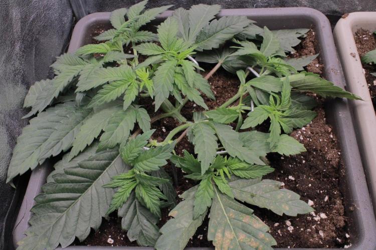 Fast Buds - Papayton. Week 4