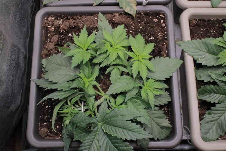 Fast Buds - Papayton. Week 4