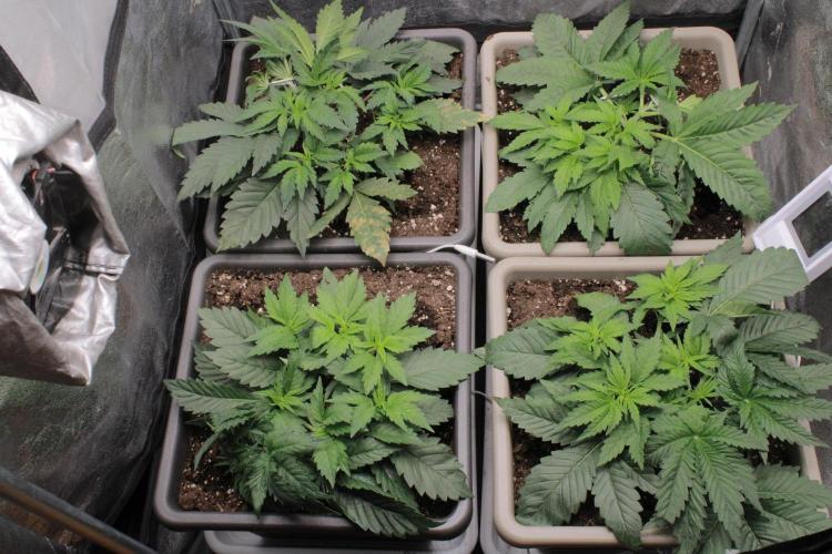 Fast Buds - Papayton. Week 4