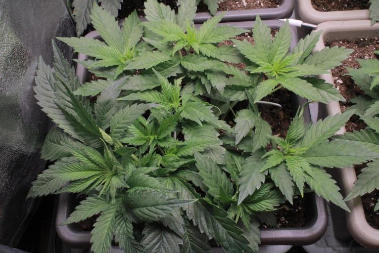 Fast Buds - Papayton. Week 4