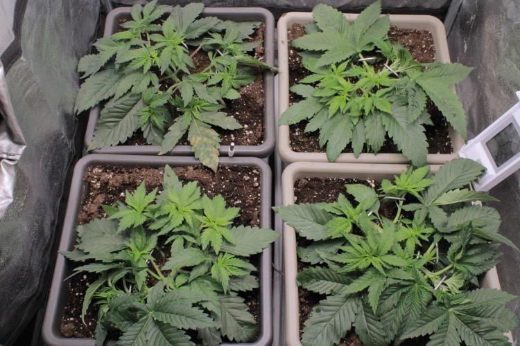 Fast Buds - Lemon Cherry Runtz. Week 4