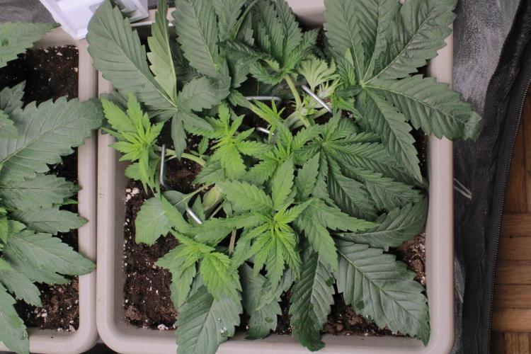 Fast Buds - Lemon Cherry Runtz. Week 4