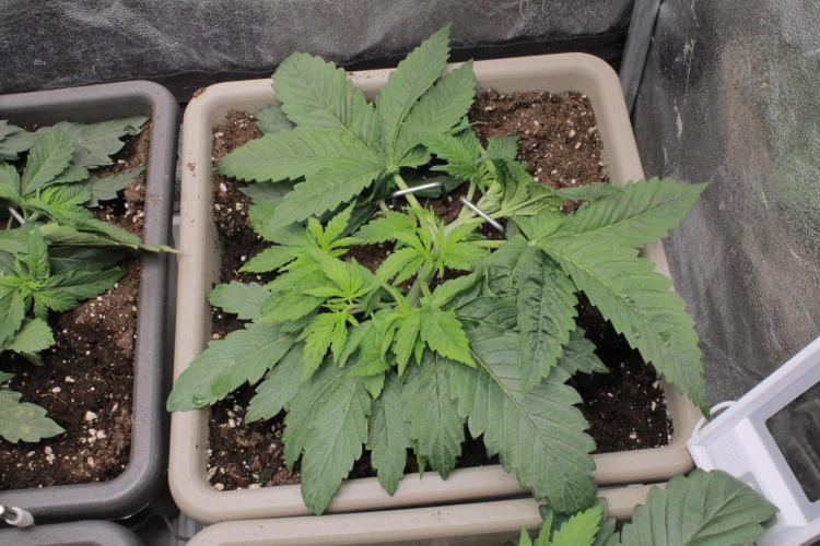 Fast Buds - Lemon Cherry Runtz. Week 4