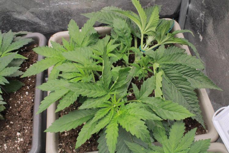 Fast Buds - Lemon Cherry Runtz. Week 4