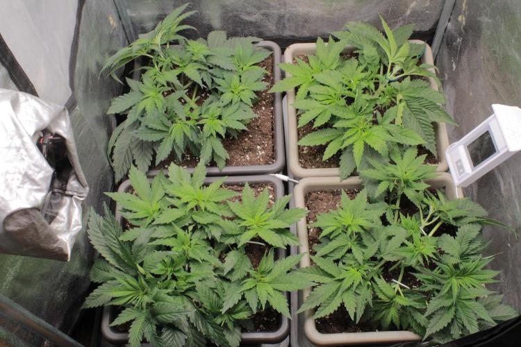 Fast Buds - Lemon Cherry Runtz. Week 4