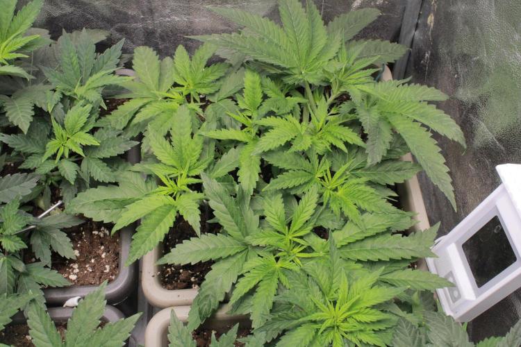 Fast Buds - Lemon Cherry Runtz. Week 5