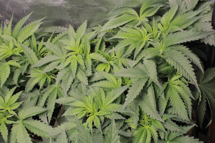 Fast Buds - Lemon Cherry Runtz. Week 5