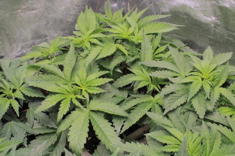 Fast Buds - Lemon Cherry Runtz. Week 5