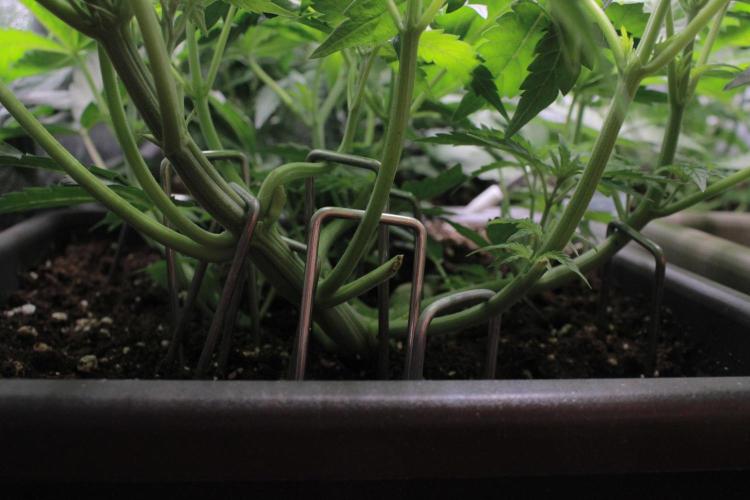 Fast Buds - Lemon Cherry Runtz. Week 5