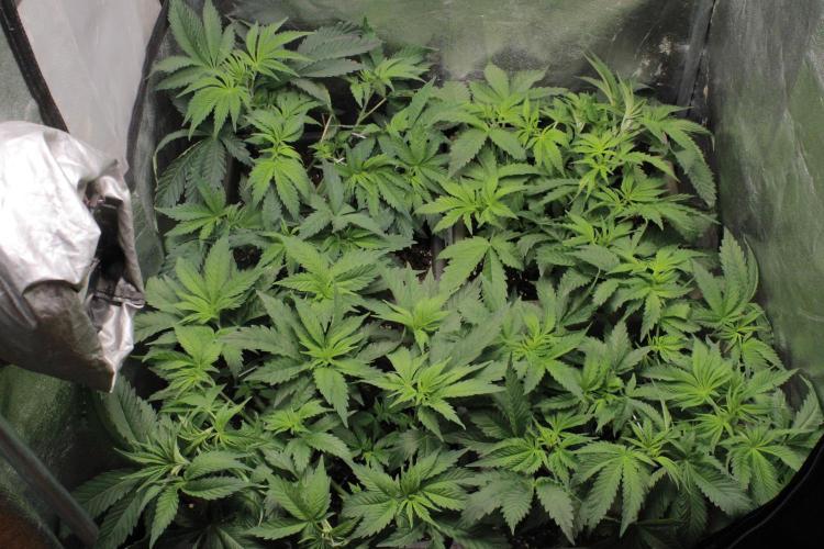 Fast Buds - Lemon Cherry Runtz. Week 5 - After defoliation