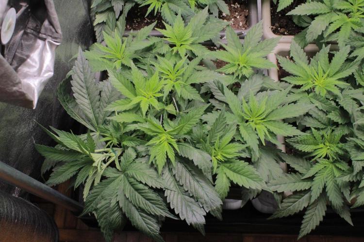 Fast Buds - Papayton. Week 5