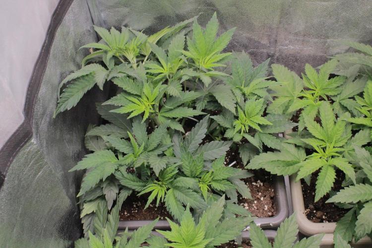 Fast Buds - Papayton. Week 5