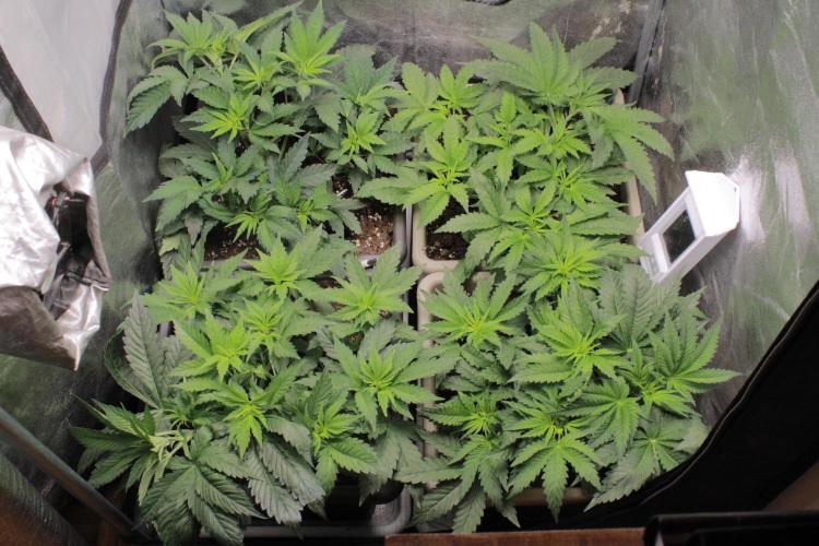 Fast Buds - Papayton. Week 5