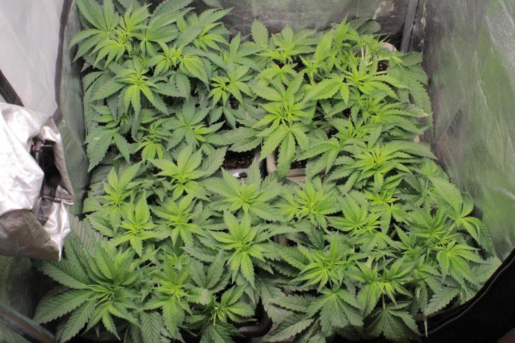 Fast Buds - Papayton. Week 5