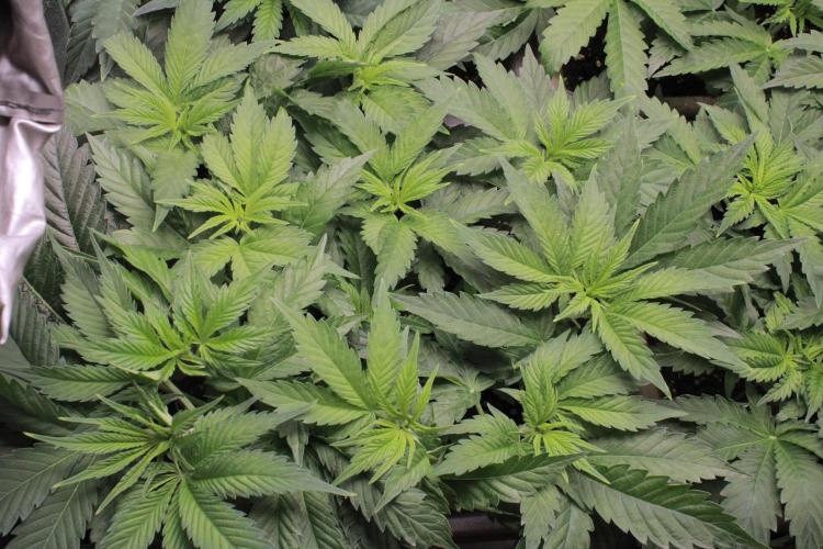 Fast Buds - Papayton. Week 5