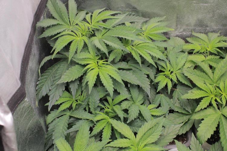 Fast Buds - Papayton. Week 5