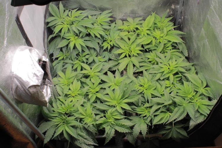 Fast Buds - Papayton. Week 5 - Before defoliation