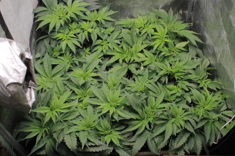 Fast Buds - Lemon Cherry Runtz. Week 6