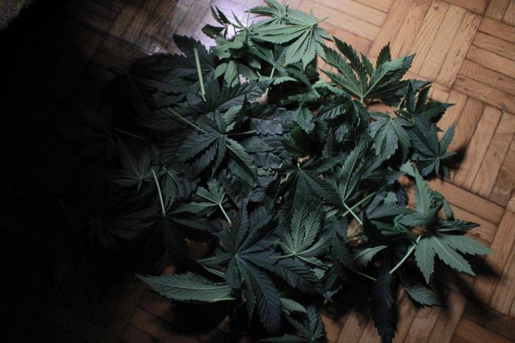 Fast Buds - Lemon Cherry Runtz. Week 6