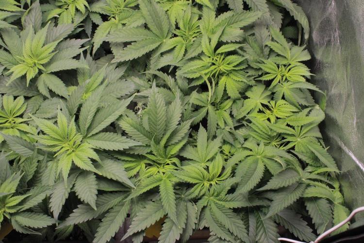 Fast Buds - Lemon Cherry Runtz. Week 6