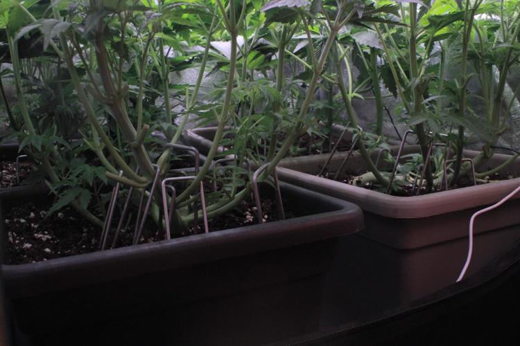 Fast Buds - Lemon Cherry Runtz. Week 6