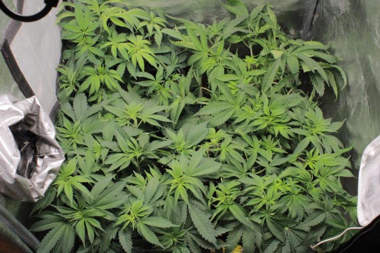 Fast Buds - Papayton. Week 6