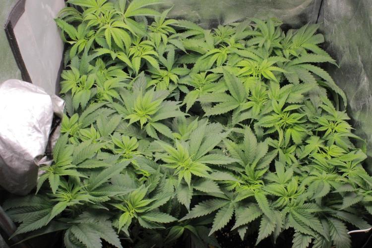 Fast Buds - Papayton. Week 6