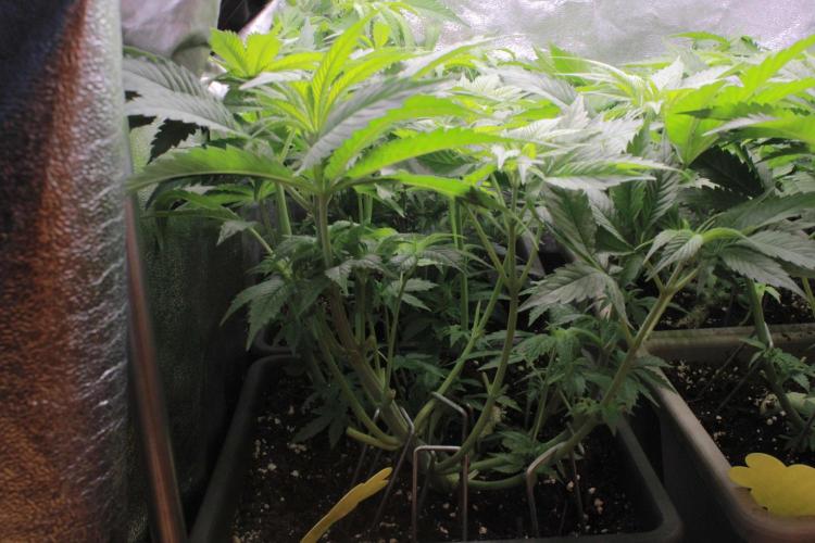 Fast Buds - Papayton. Week 6