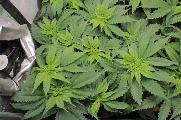 Fast Buds - Papayton. Week 6