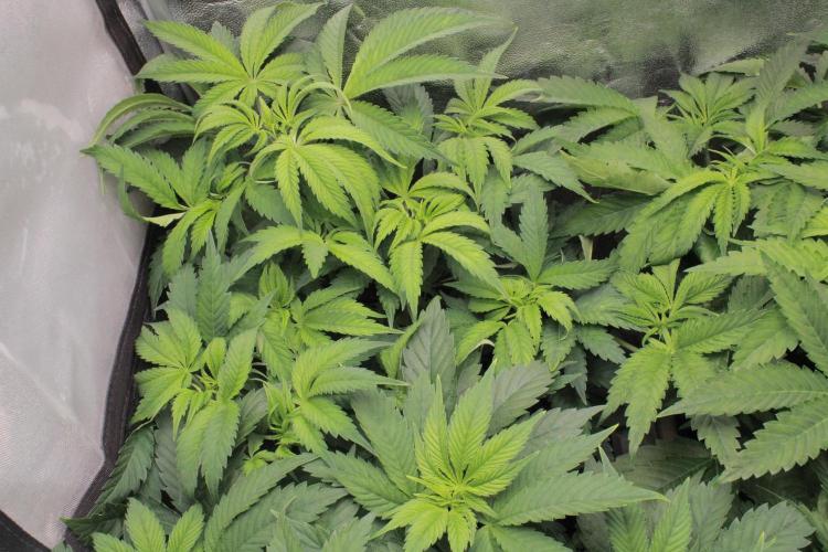 Fast Buds - Papayton. Week 6