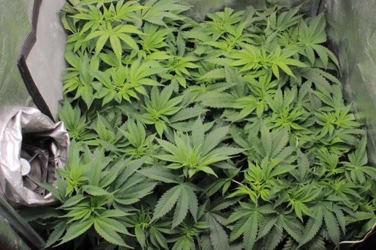 Fast Buds - Lemon Cherry Runtz. Week 7