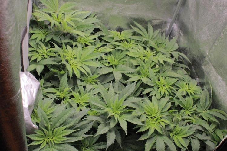 Fast Buds - Lemon Cherry Runtz. Week 7