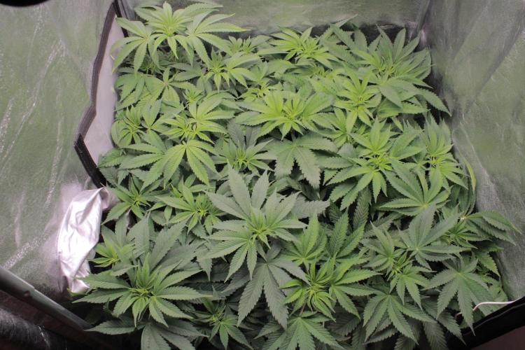 Fast Buds - Lemon Cherry Runtz. Week 7