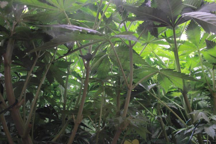 Fast Buds - Lemon Cherry Runtz. Week 7