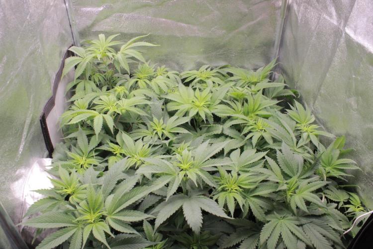 Fast Buds - Papayton. Week 7