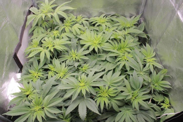 Fast Buds - Papayton. Week 7