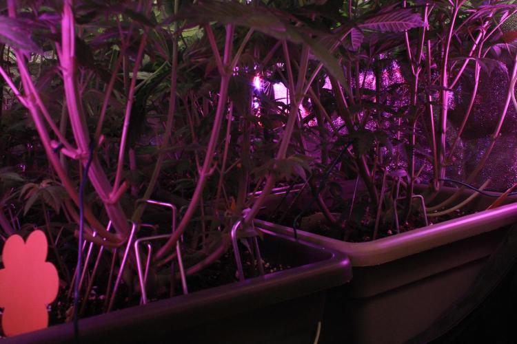 Fast Buds - Papayton. Week 7