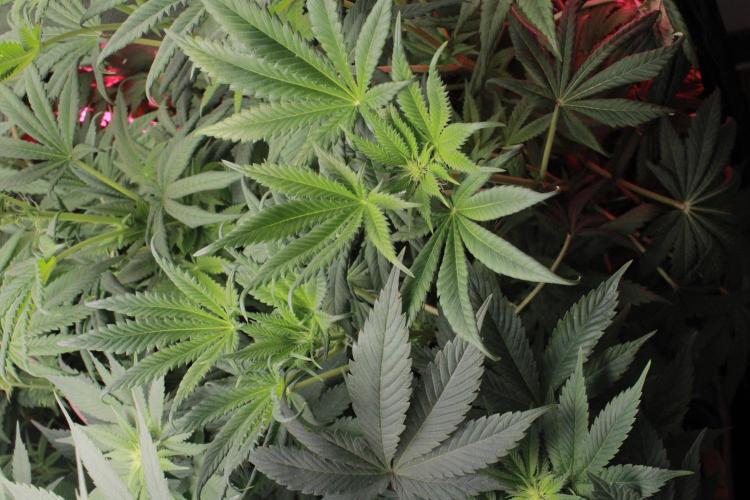 Fast Buds - Lemon Cherry Runtz. Week 8